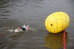 Nur noch 2500 Armzüge bis zum Ziel